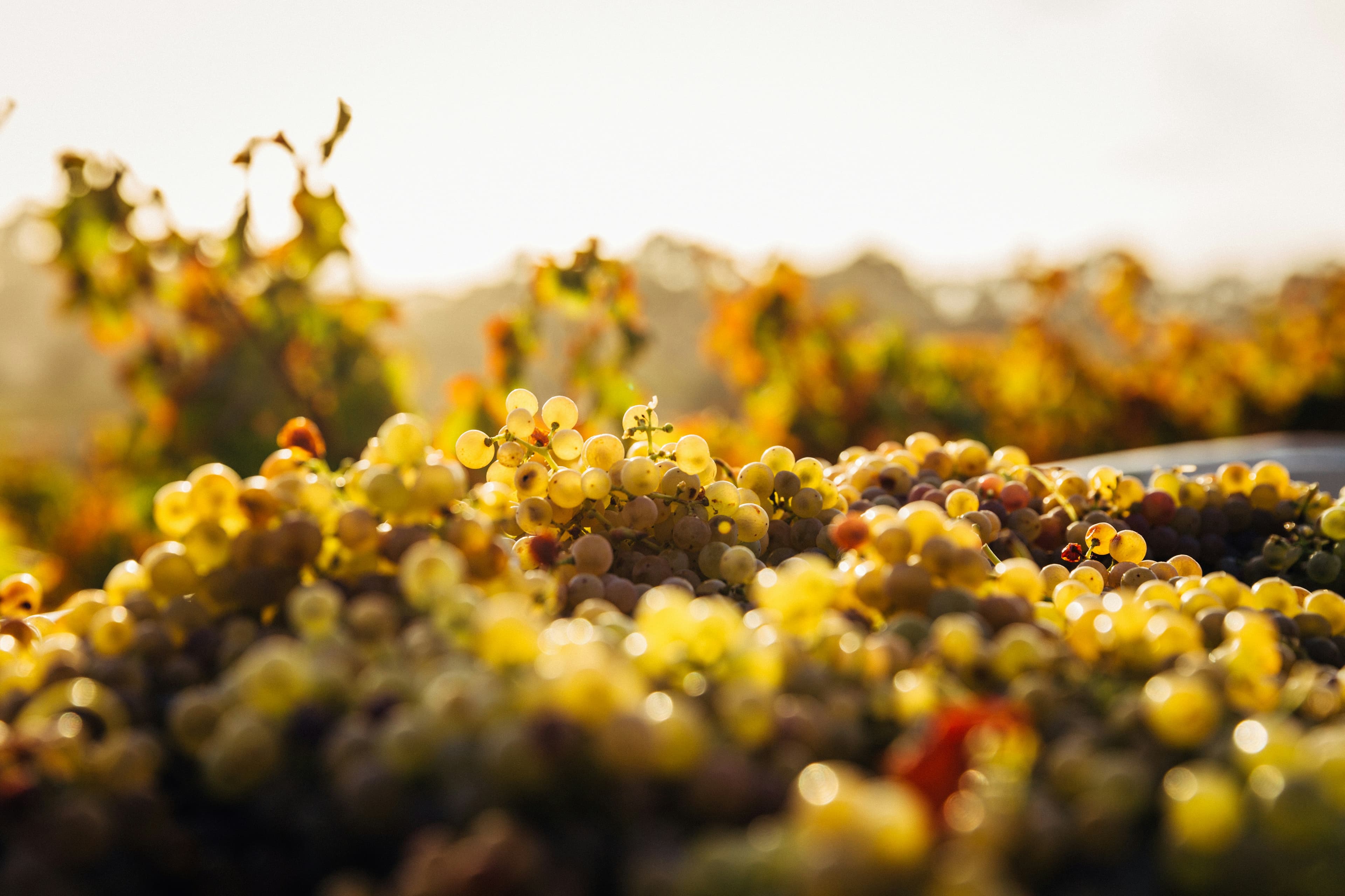 Scenic vineyard landscape